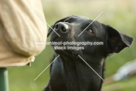 Labrador Retriever looking at owner