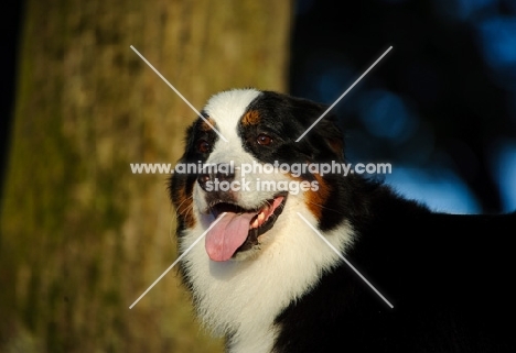 Bernese Mountain Dog portrait