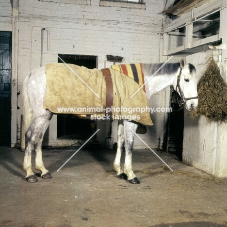 horse indoors wearing a night rug with under blanket
