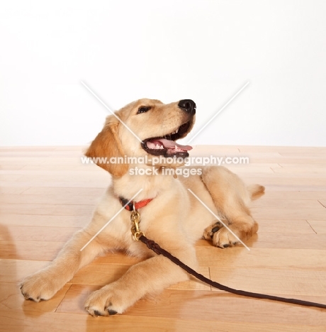 Golden Retriever puppy on lead