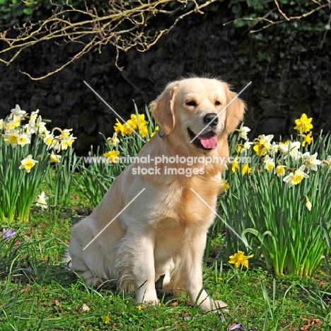 golden retriever sat in daffodils in springtime