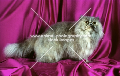 blue cream persian