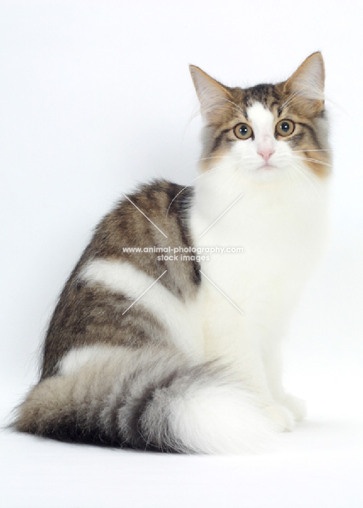 Brown Mackerel Tabby & White Norwegian Forest Cat sitting down