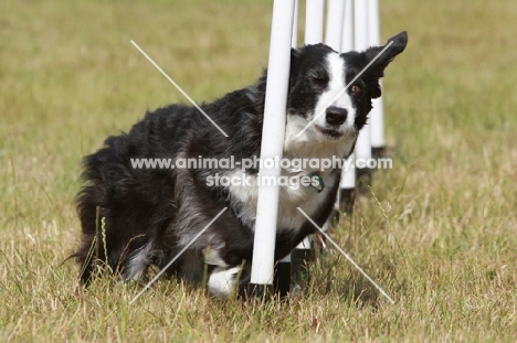 Border Collie running past poles