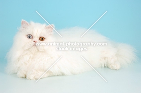 odd eyed white Persian