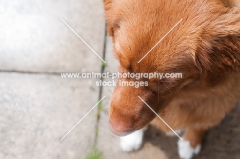 Nova Scotia Duck Tolling Retriever top view