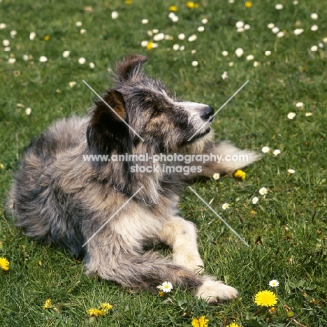 bearded collie x border collie cross bred, lying on lawn