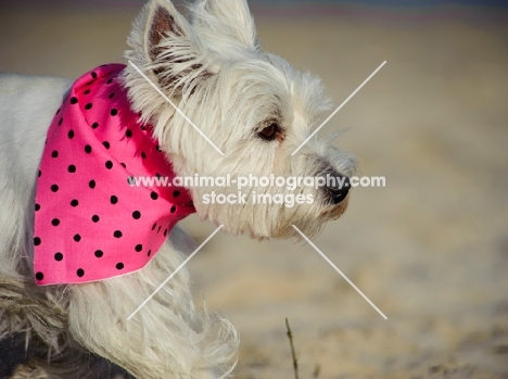 West Highland White Terrier wearing pink scarf