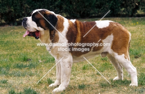 Saint Bernard standing on grass, side view