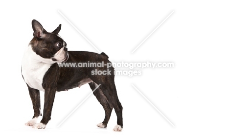 Boston Terrier on white background