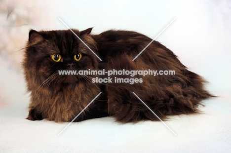 chocolate Persian, lying down