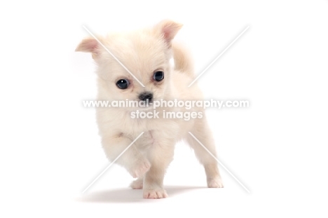 smooth coated Chihuahua puppy walking on white background