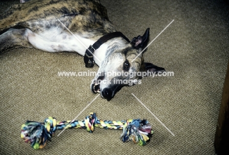 greyhound about to play with rope toy