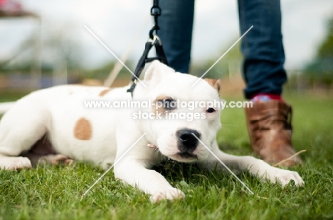 Staffordshire Bull Terrier lying near owner