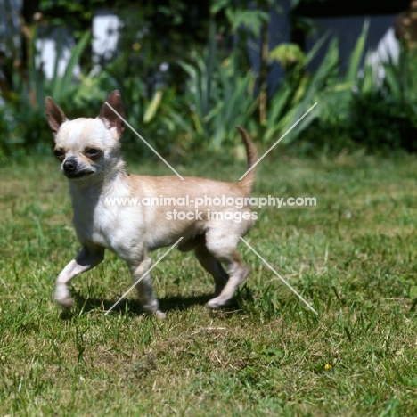 chihuahua trotting in a jaunty manner