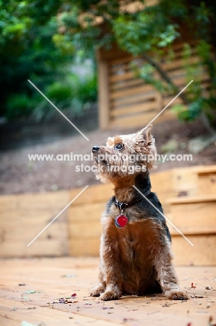 yorkshire terrier mix looking off to side