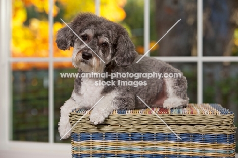 Schnoodle (Schnauzer cross Poodle) lying on basket