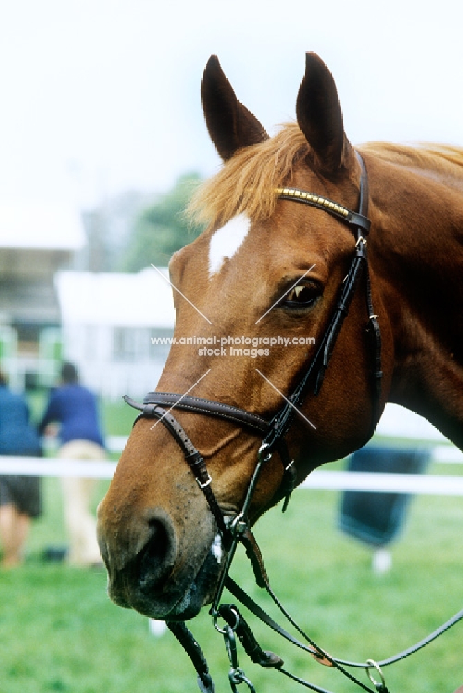 bit and bridle, close up