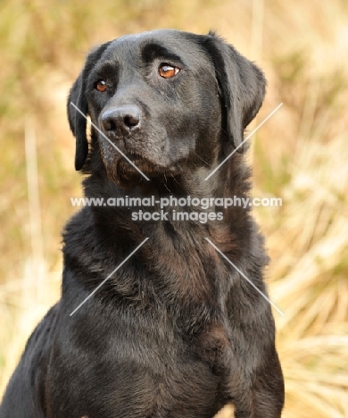 black Labrador Retriever head study