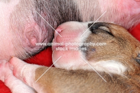 Bull Terrier puppy