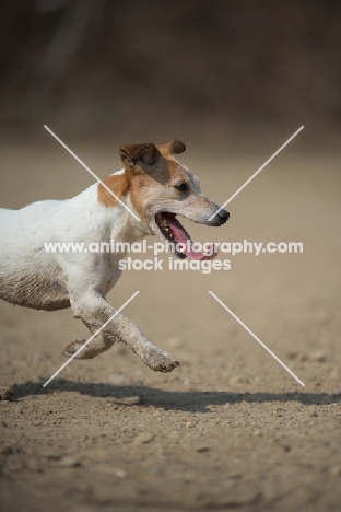 Jack Russell Terrier running with tongue out