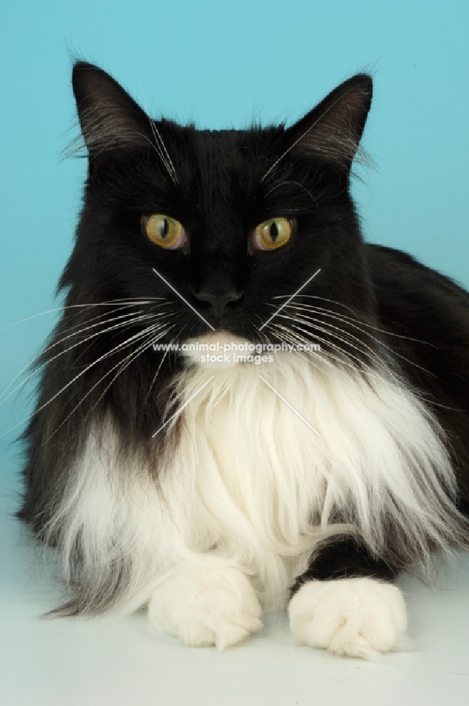 black and white main coon portrait