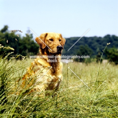 working type golden retriever from standerwick sitting in long grass 