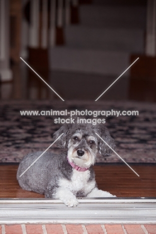 Schnoodle (Schnauzer cross Poodle) lying on threshold