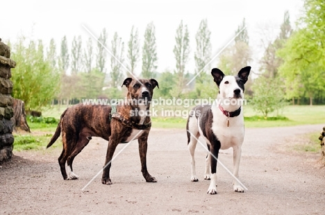 Staffie Crossbreds