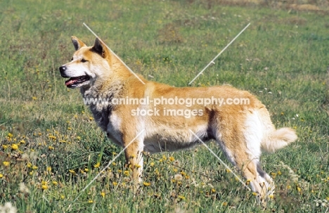 Korean Jindo on grass