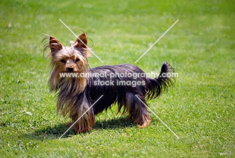 undocked yorkshire terrier in pet trim standing