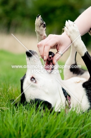 dog playing on back