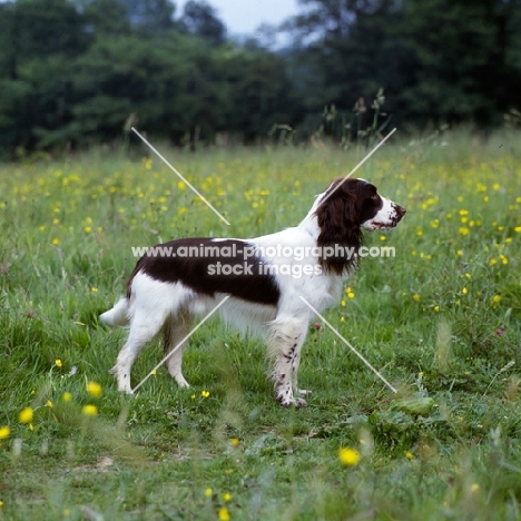 undocked english springer spaniel