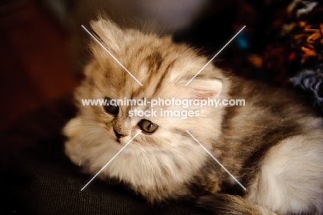 Scottish Fold kitten