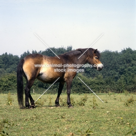 Exmoor mare