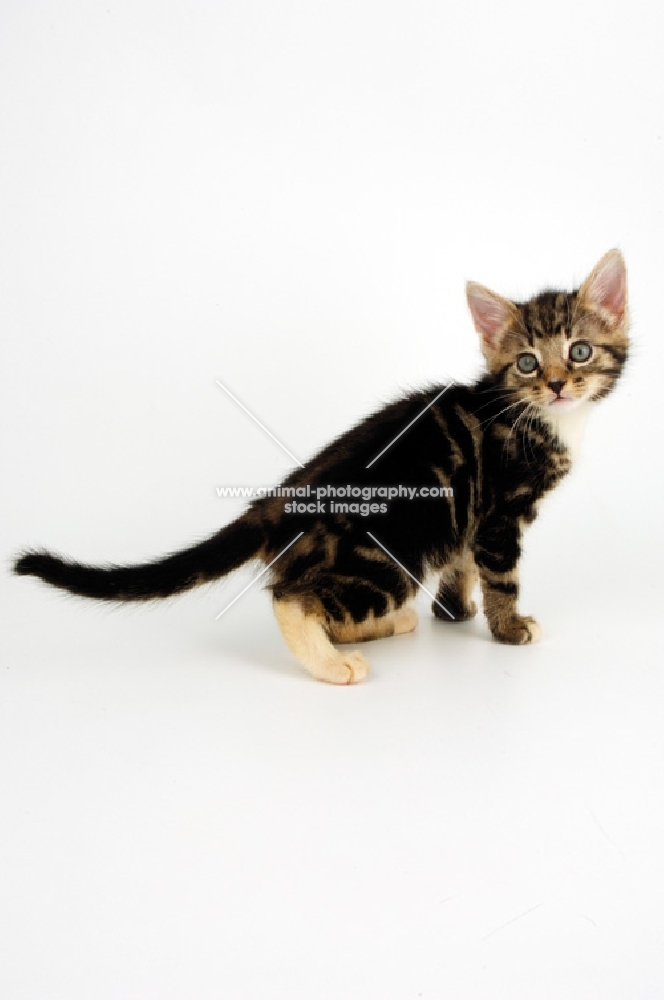 Household kitten sitting on white background