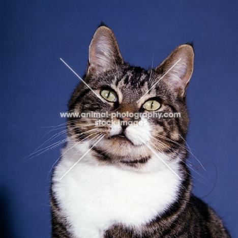 tabby and white cat cat portrait