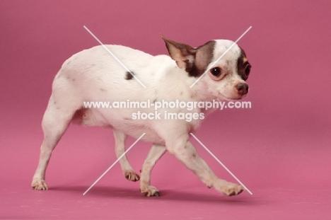 smooth Chihuahua walking on pastel background