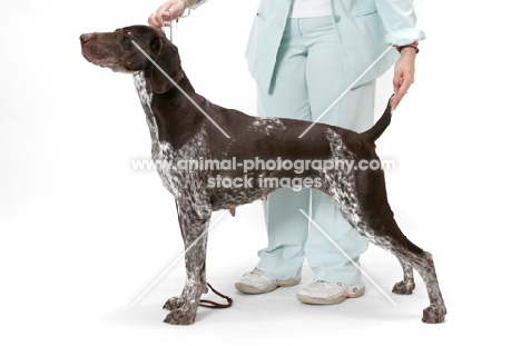 Liver & White Australian Gr. Champion German Pointer