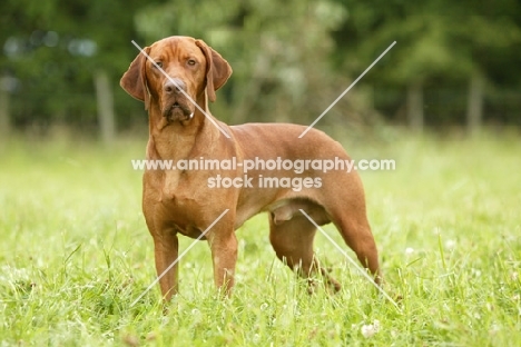 Hungarian Vizsla in field