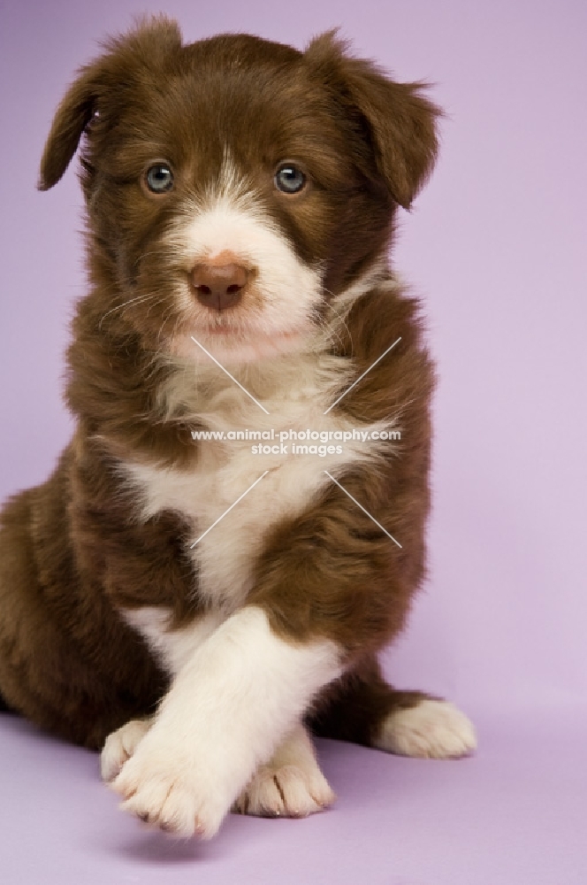 Bearded collie dog isolated on a lilac background