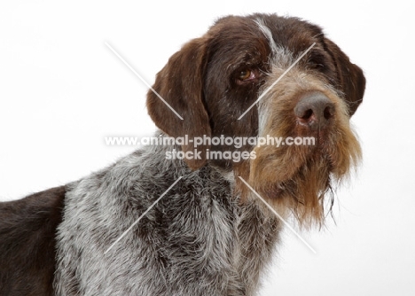 Australian Champion German Wirehair Pointer, portrait on white background