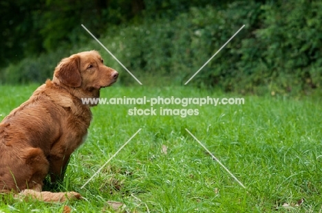 Nova Scotia Duck Tolling Retriever