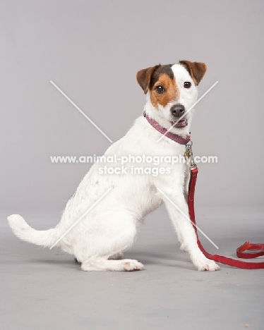 Jack Russell Terrier on lead