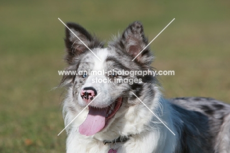 Border Collie portrait