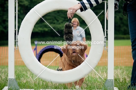 Nova Scotia Duck Tolling Retriever at event