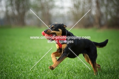 black and tan mongrel dog retrieving toy in a field