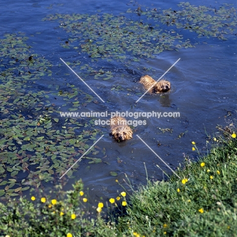 two norfolk terriers swimming 