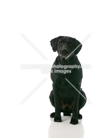 black Labrador Retriever