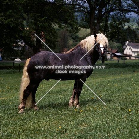 merkur, schwarzwald stallion at offenhausen